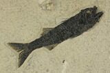 Mioplosus Aspiration (Died Choking On Prey) Fossil - Wyoming #151609-4
